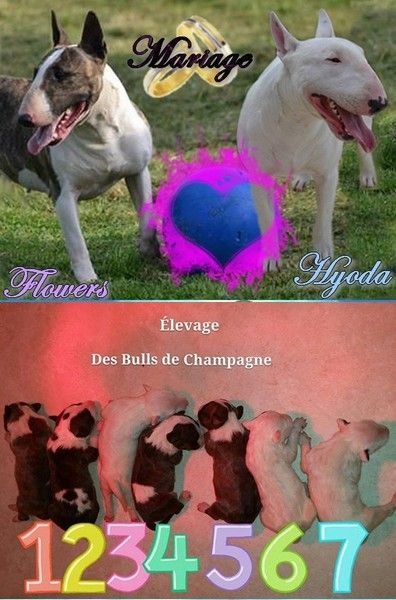 des Bulls de Champagne - Bull Terrier - Portée née le 31/08/2014