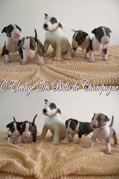 des Bulls de Champagne - Bull Terrier - Portée née le 24/03/2011