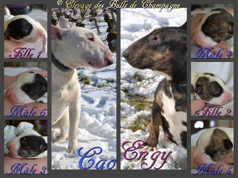 des Bulls de Champagne - Bull Terrier - Portée née le 05/04/2013
